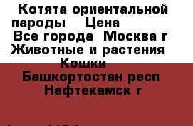 Котята ориентальной пароды  › Цена ­ 12 000 - Все города, Москва г. Животные и растения » Кошки   . Башкортостан респ.,Нефтекамск г.